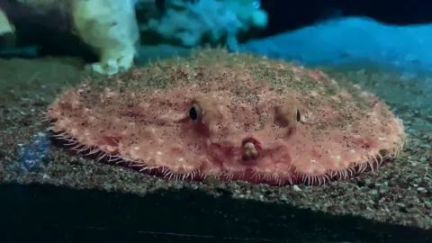 Discover the Starry Handfish a Unique Deep Sea Creature