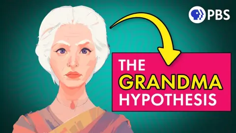 The Evolutionary Mystery of Why Grandmothers Exist