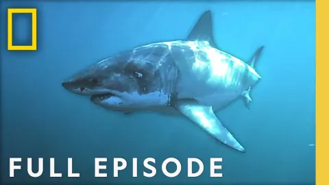 Why Great White Sharks Are Returning to Cape Cod Beaches