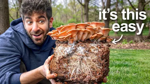 I Tested 8 Mushroom Growing Methods at Home and Ranked Them Best to Worst