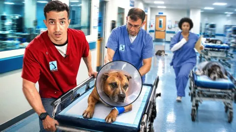 Inside a 24 Hour Animal Emergency Hospital and the Surgeries That Save Pets