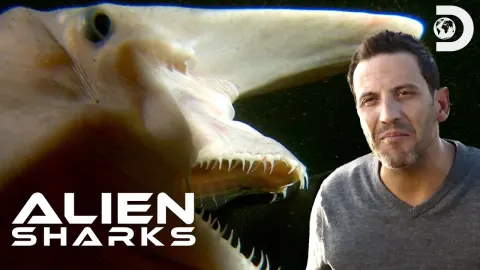 Deep Sea Shark Species Reveal Alien-Like Adaptations and Behaviors