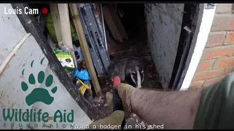 Rescuing a Badger Trapped in a Shed: Wildlife Rescue Story