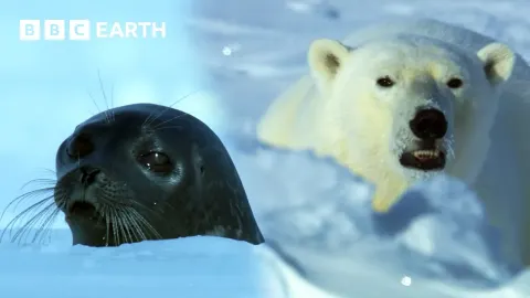 Arctic Wildlife Documentary Shows Polar Bear and Walrus in a Tense Battle for Survival