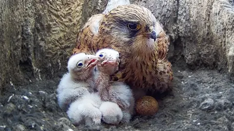 Kestrel Chicks Hatching: A Close Look at the First Week of Life