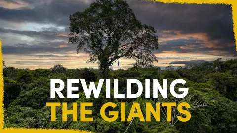 Reconnecting the Amazon's Giant Trees to Restore the Forest Canopy
