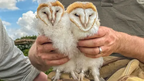 Barn Owl Chicks Receive BTO ID Rings in Conservation Effort at Fotherdale