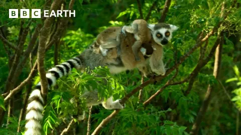 Ring-Tailed Lemurs Thrive in Madagascar Highlands by Foraging Together