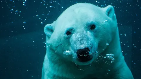 Polar Bears The Arctic's Largest Land Carnivores and Their Fight for Survival