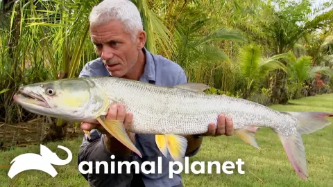 Fishing for the Wrong Monster in India: A Dangerous Quest for the Sarang