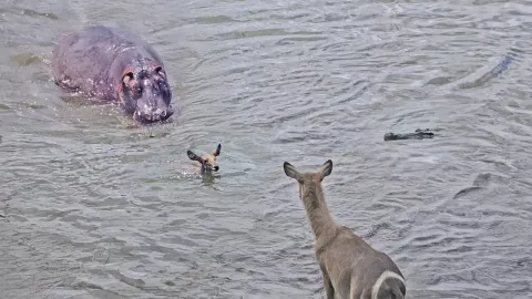 Hippo Saves Baby Antelope from Crocodile Attack