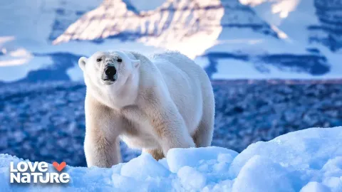 Polar Bears Face New Challenges as Arctic Sea Ice Disappears