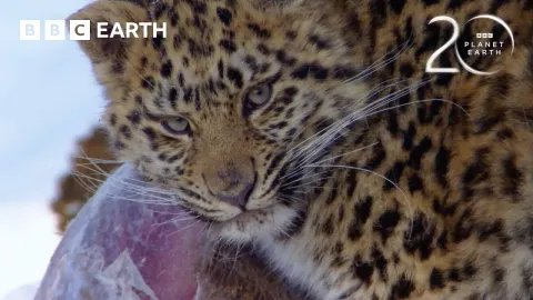 How the Amur Leopard Endures Harsh Winters: A Rare Cat's Struggle for Survival