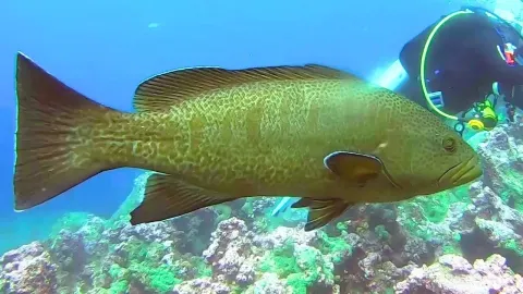 The Endangered Sailfin Grouper: A Top Reef Predator Facing Sperm Limitation