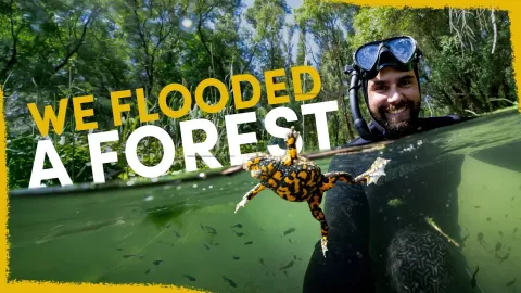 Flooding a Forest Four Years Ago Produced Astonishing Ecological Results
