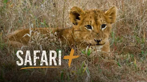Wildlife Encounters in Sabi Sands and the Mara River