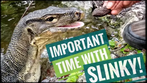 Caring for Aging Alligators and Tortoises at a Wildlife Sanctuary