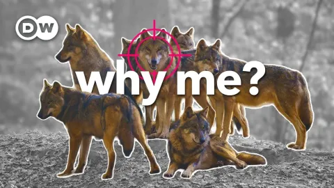 EU Votes to Relax Wolf Protection Laws Amid Rising Livestock Attacks