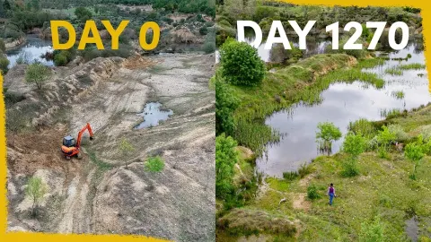 How a Rewilded Quarry Transformed Into a Thriving Wetland in Just Four Years