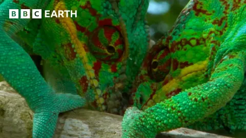Panther Chameleons Fight for Dominance in Madagascar Treetops