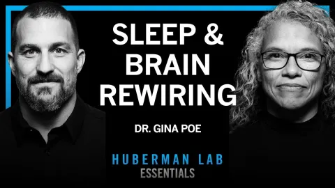 How Sleep Enhances Learning Memory and Emotional Health According to Dr Gina Poe