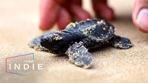How Volunteers Protect Endangered Sea Turtles in Mexico