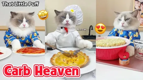 Puff's Ultimate Carb Feast Compilation