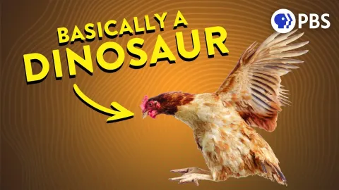 How Feathered Dinosaurs Accidentally Evolved Flight, Tested with Chickens