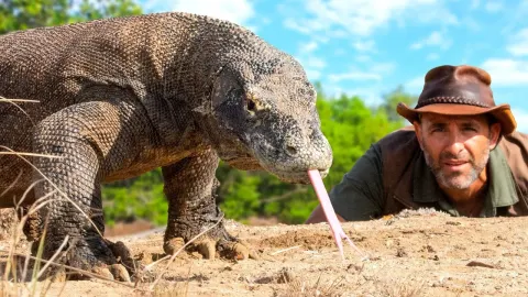 Face to Face with a Komodo Dragon in the Wild
