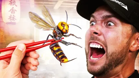 Why People Endure the World's Most Painful Insect Rituals