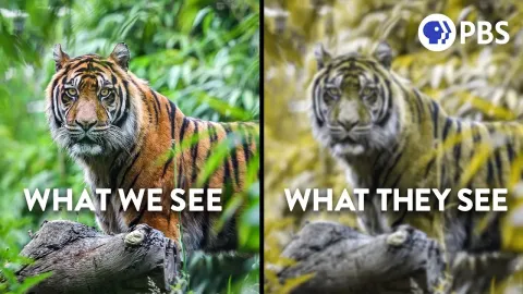 The Hidden Science of Animal Camouflage and How It Tricks Your Brain