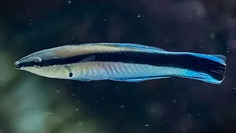 Bluestreak Cleaner Wrasse: The Doctor of the Sea and Its Vital Role in Reef Health