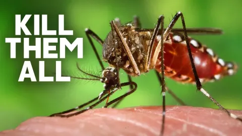 Releasing Infected Mosquitoes to Fight Disease A Scientific Breakthrough