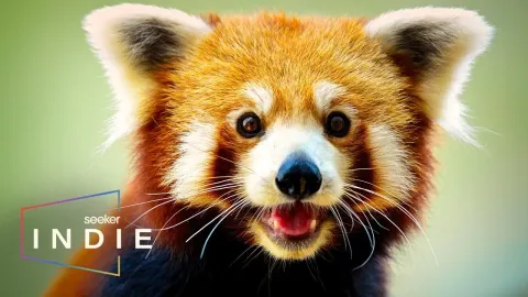 Tracking Nepal's Elusive Red Pandas: A Conservation Mission in the Himalayas