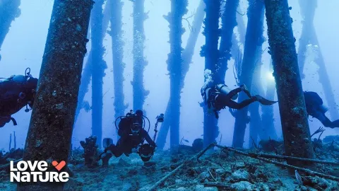 Trail Florida Features and What to Know