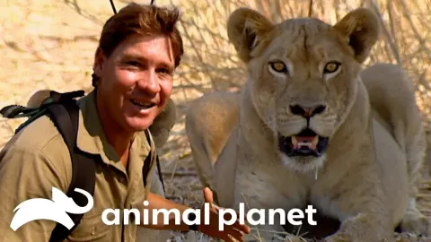 Steve Irwin Faces Africa's Deadliest Animals on Foot in the Wild Savanna