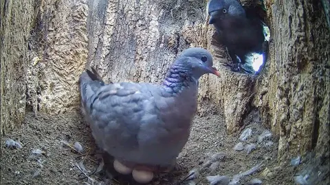 Stock Dove Risks Nesting in Kestrel Territory as Predators Close In