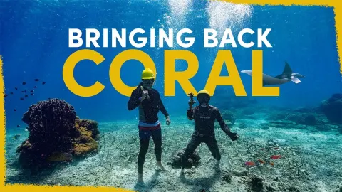 How We Are Restoring a Dying Coral Reef at Scale