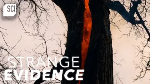 Mysterious Burning Tree Near Salem Witch Trials Site Sparks Bizarre Paranormal Theories