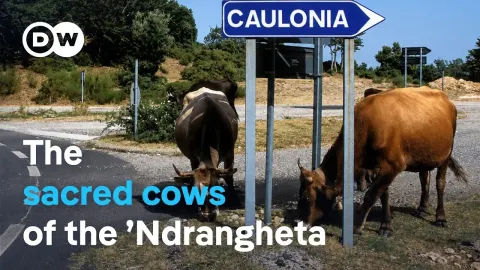 Mafia Cattle Terrorize Italian Villages as Authorities Struggle to Respond