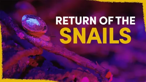 Why 1,329 Snails Were Released on a Remote Island to Save Them from Extinction