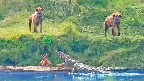 Injured Impala Makes Daring River Escape from Hyenas and Crocodile