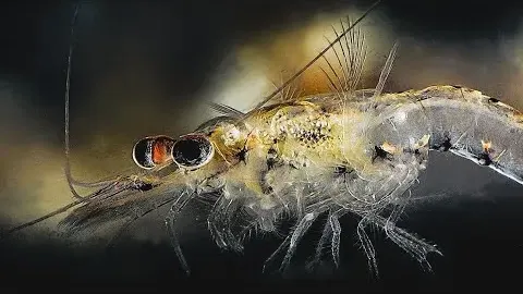 Opossum Shrimp: The Tiny Crustaceans With a Pouch and a Global Impact