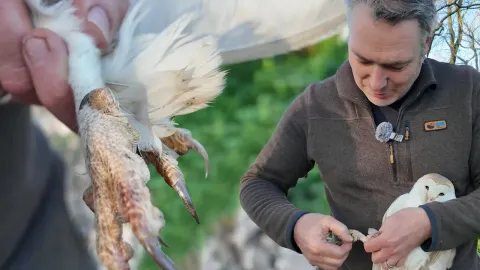 Barn Owl Rescued After Claw Gets Stuck During Courtship