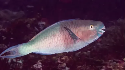 Ember Parrotfish The Colorful Reef Scraper That Shapes Coral Ecosystems