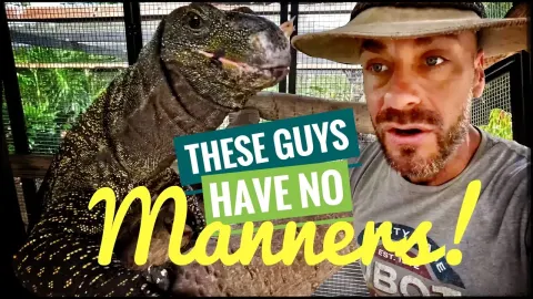 Massive Monitor Lizards Get Hungry During Feeding Frenzy
