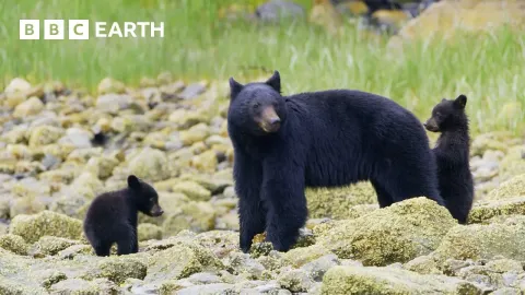 Exploring the Seven Continents: A Journey Through Earth's Most Incredible Wildlife