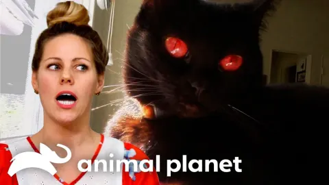 Cat Behavior Expert Tackles a Frightening Nighttime Cat Attack Problem