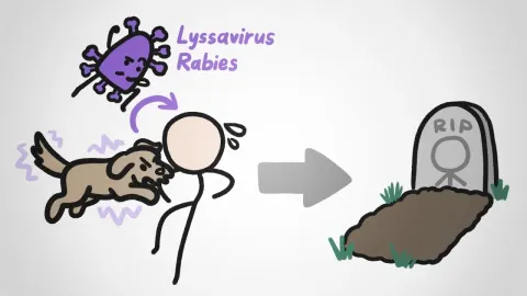 Why Rabies Is So Deadly: The Virus That Controls Its Host