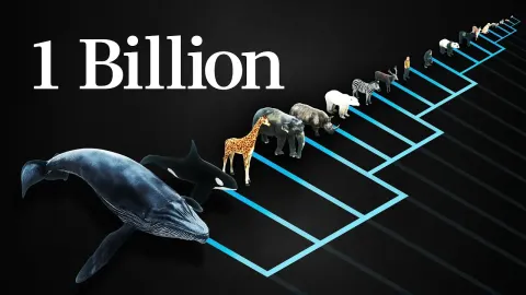The Surprising Truth About Mammals and Their Billion Heartbeat Limit